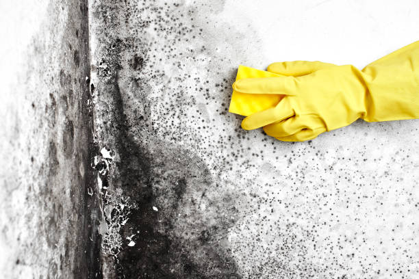 Best Mold Damage Restoration  in Henryetta, OK