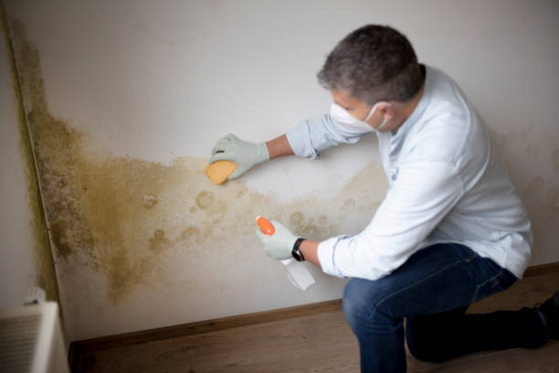 Best Post-Construction Mold Inspection  in Henryetta, OK